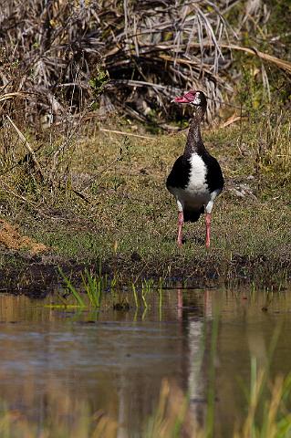 084 Okavango Delta, spoorwiekgans.jpg